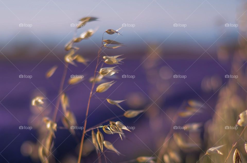 Among a lavender field