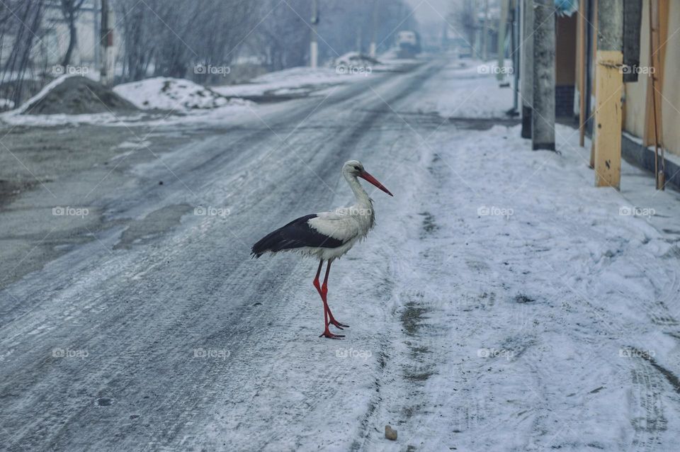 stork stands on a winter city road