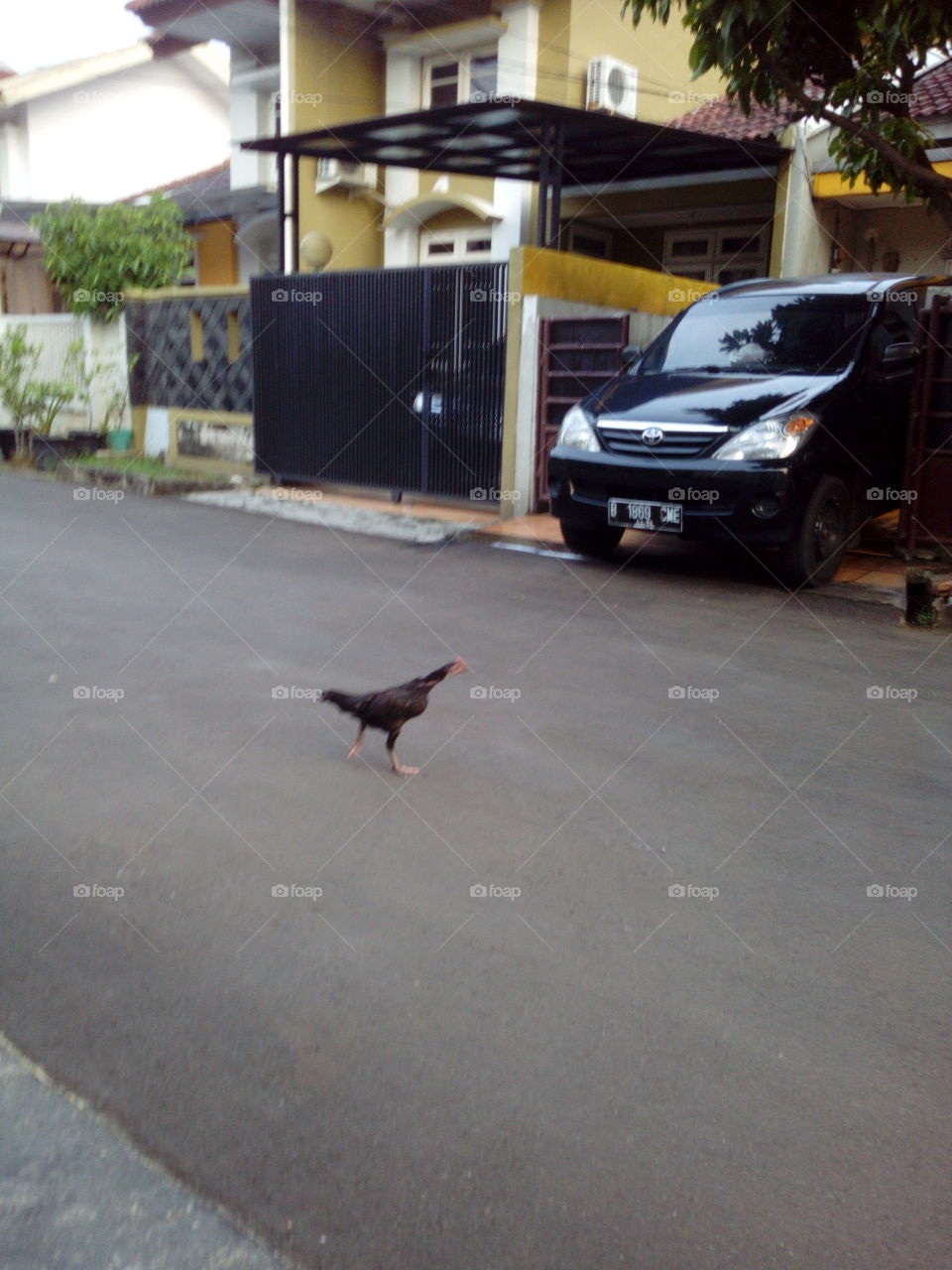 Chicken crossing th
