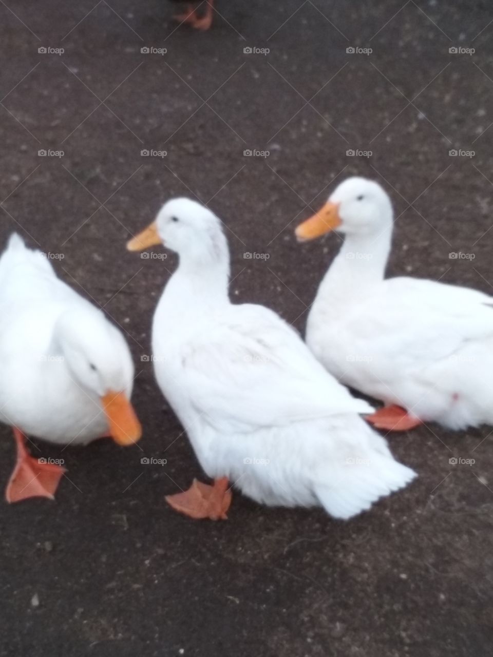 ducks