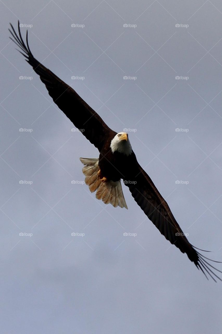 A graceful, mature bald eagle spreads its wings in flight above American Lake, Washington as he observes for food