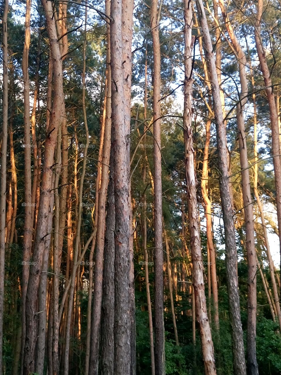 polish nature | pine wood my love