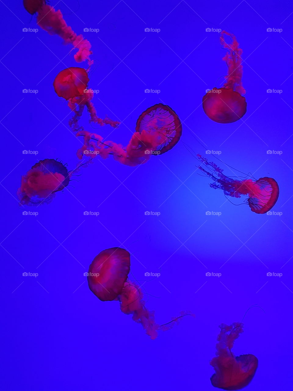 jellyfish