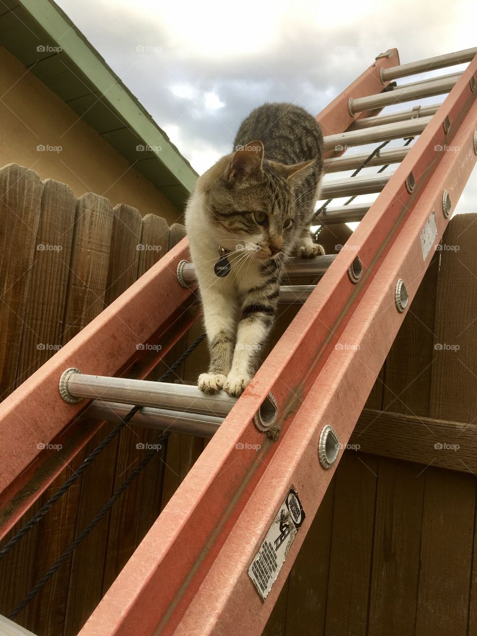 Kitty on a ladder 