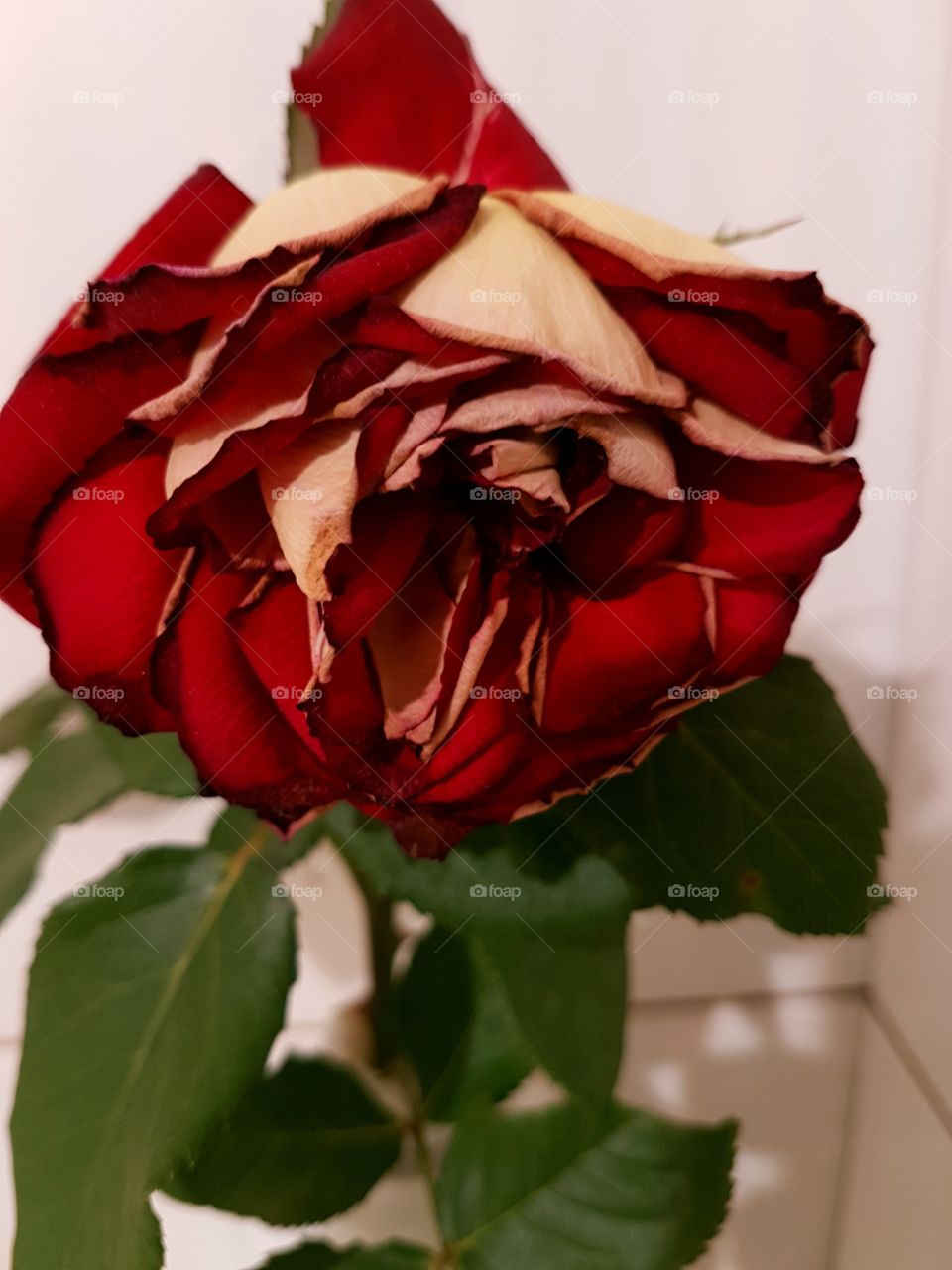 Rose, No Person, Love, Flower, Leaf