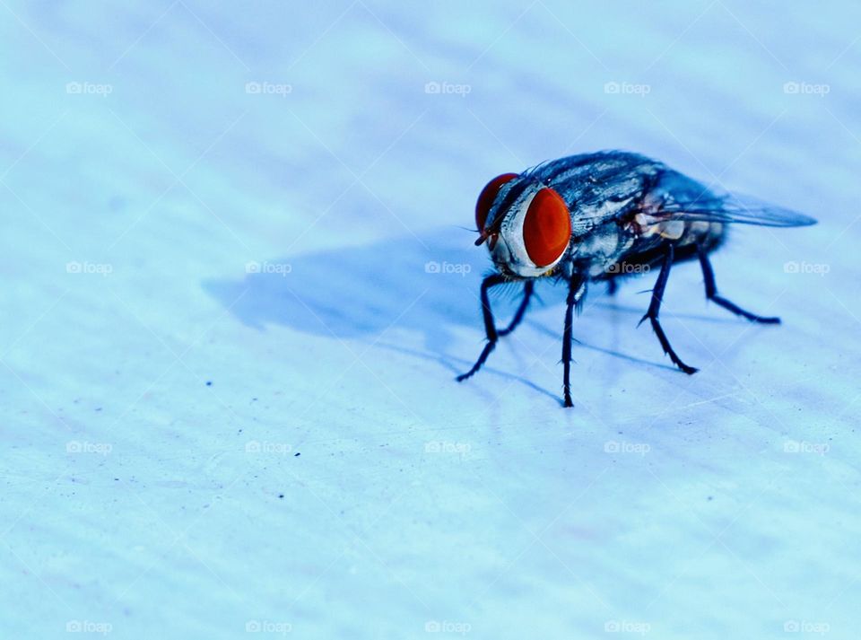 Macro style - Housefly 