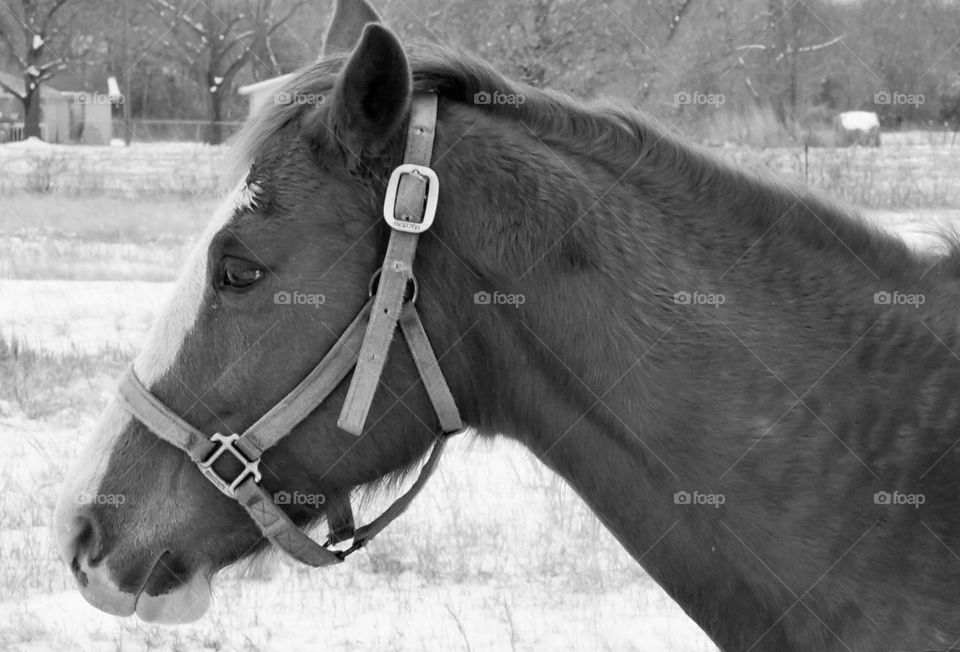 BW horse profile