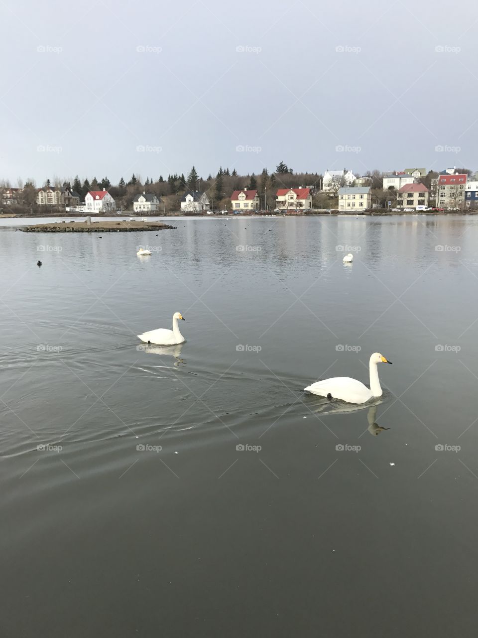 Swans in Reykjavik 