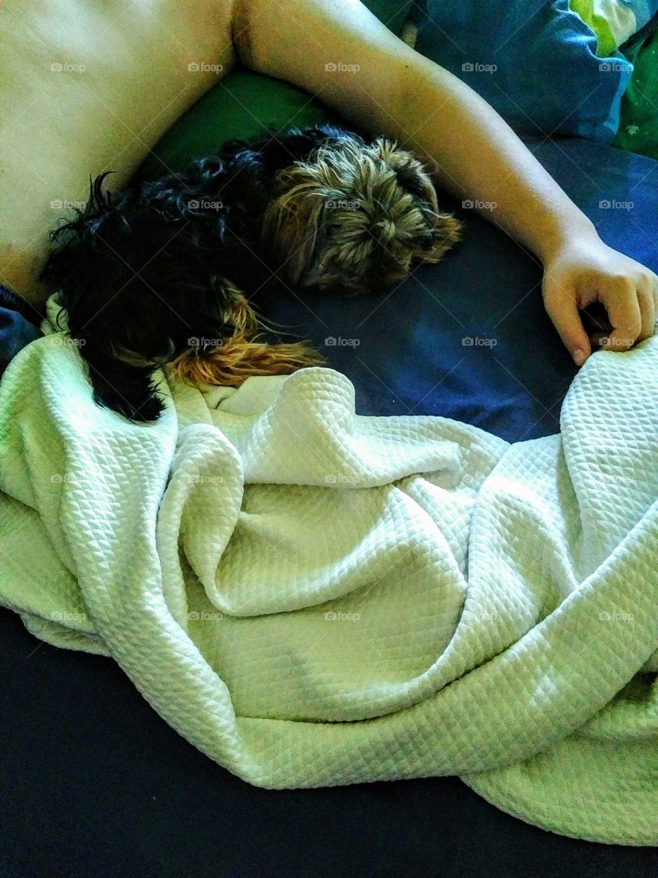 nap time with yorkie pet