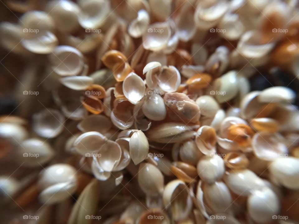 Macro seeds and shells