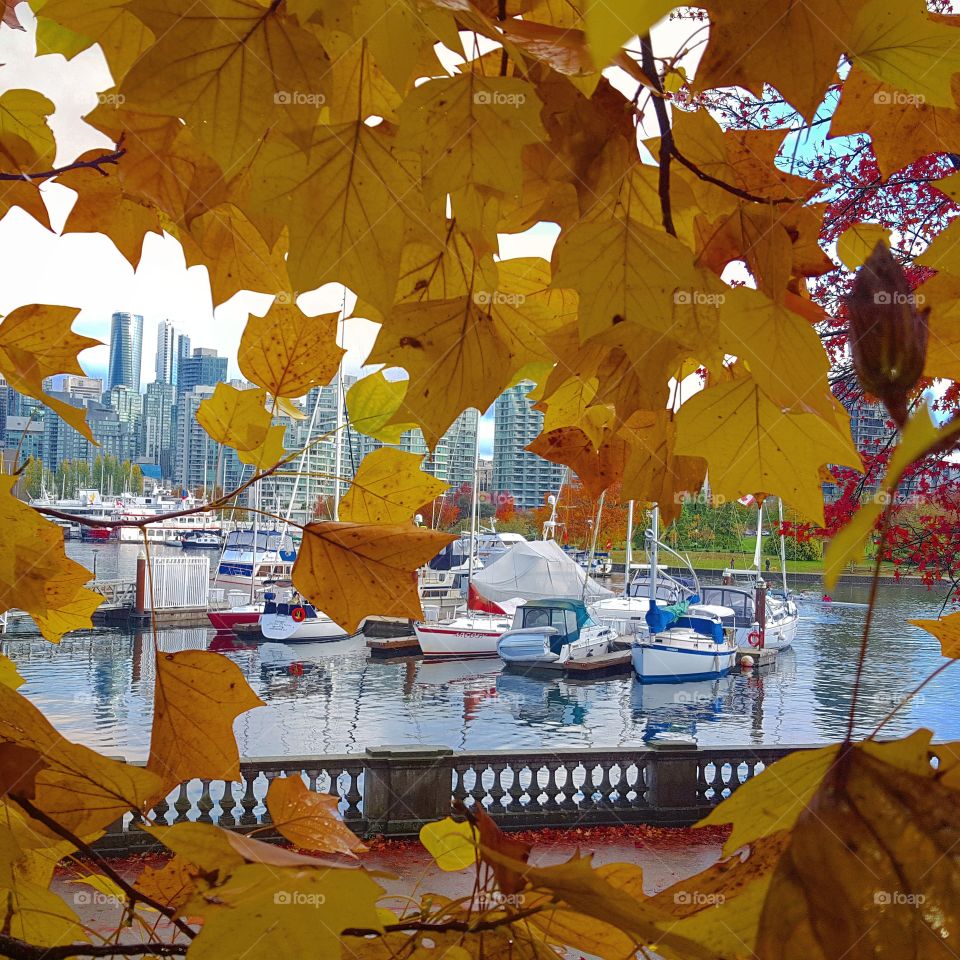 Fall, Leaf, Water, Maple, No Person