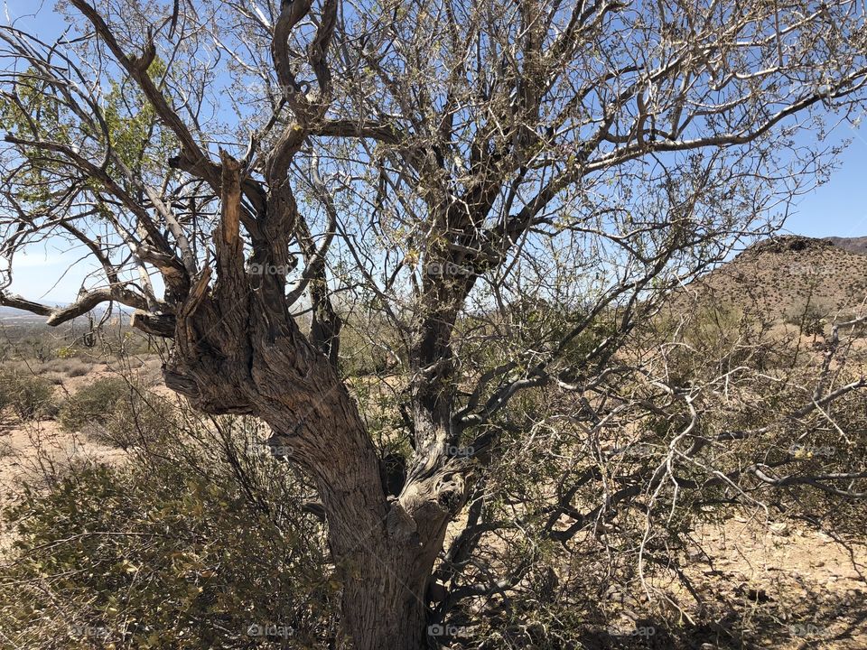 Old tree at Lost Dutchman in Arizona during spring