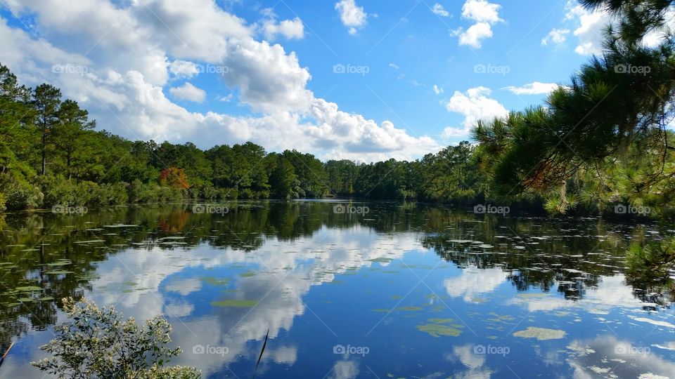 Forest trees reflecting in lake