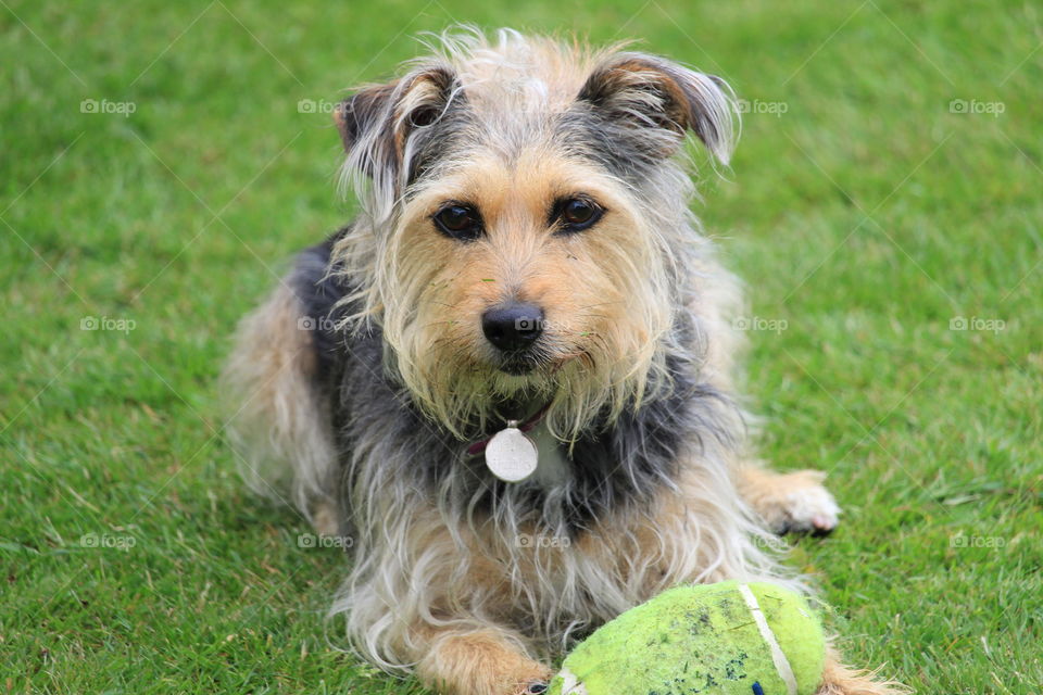 Funny dog playing with tenis ball