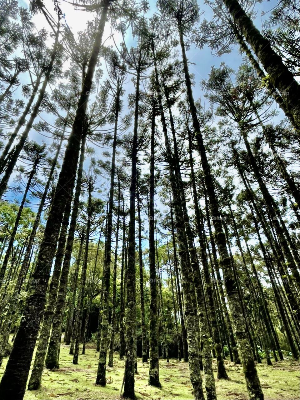 Árvores muito bonitas em Monte Verde!
Quem resolveu organizar tão bem essa pequena floresta para que contemplássemos sua imponência?
📸
#FOTOGRAFIAéNOSSOhobby
