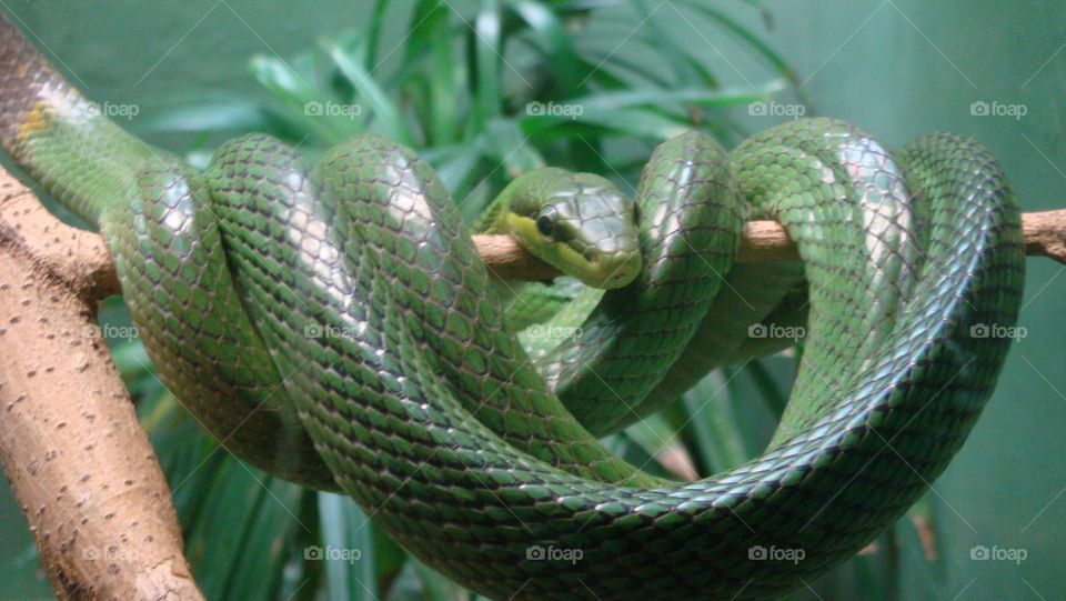 Green viper 