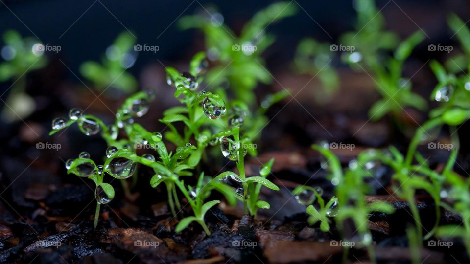 Water droplets on newly geminated plants, spring is in the air