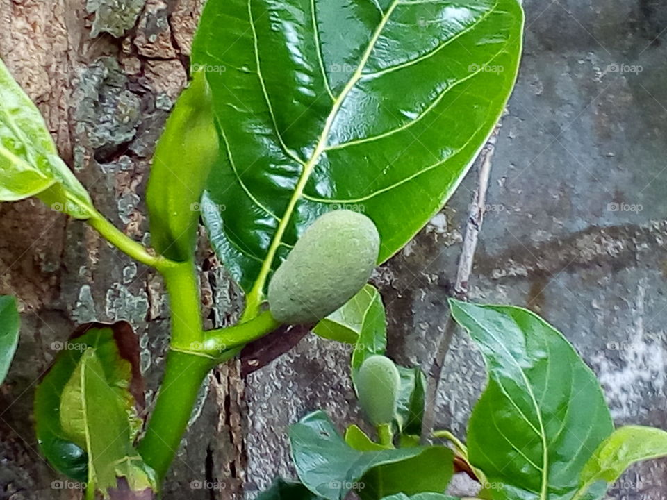 Jackfruit