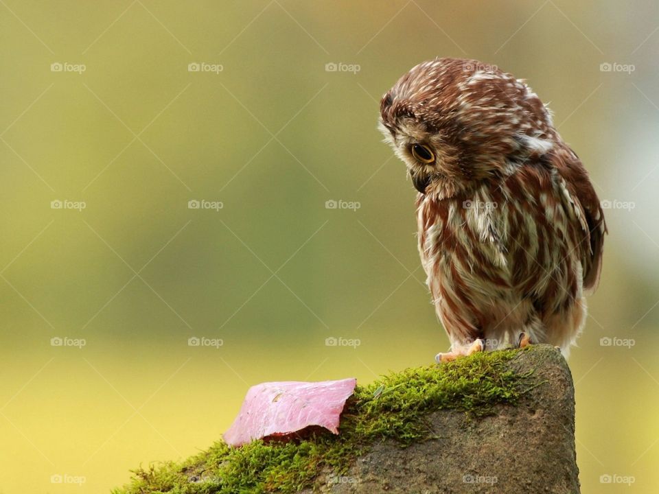 Owlet on the stone