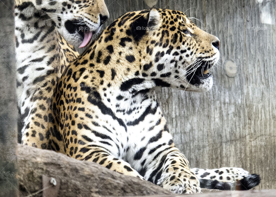 Two leopards in love 