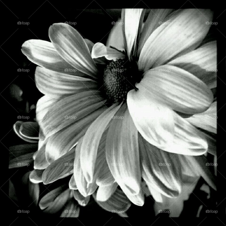 b+w dahlia