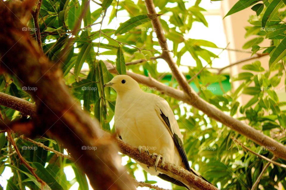 White bird sitting in a tree