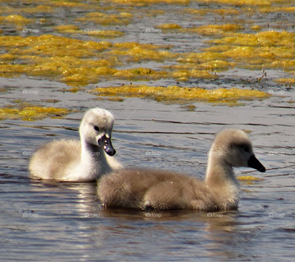 Baby swans