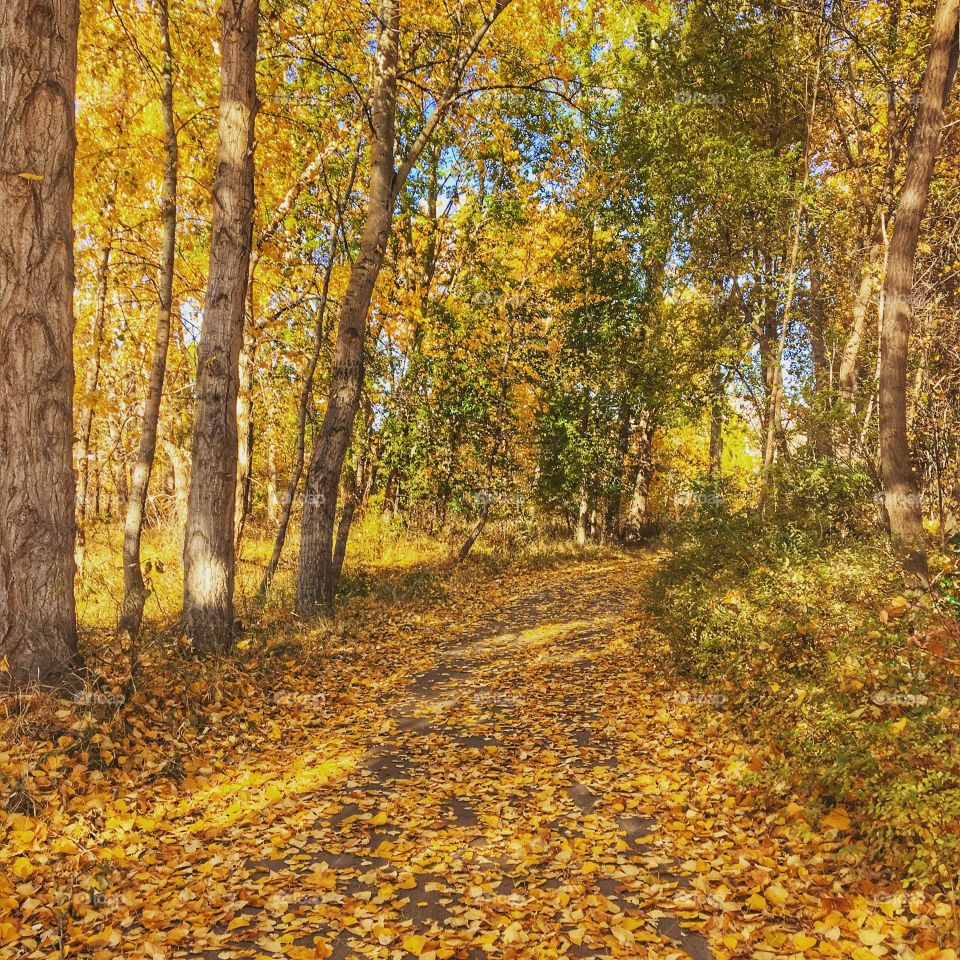 Fall trail 