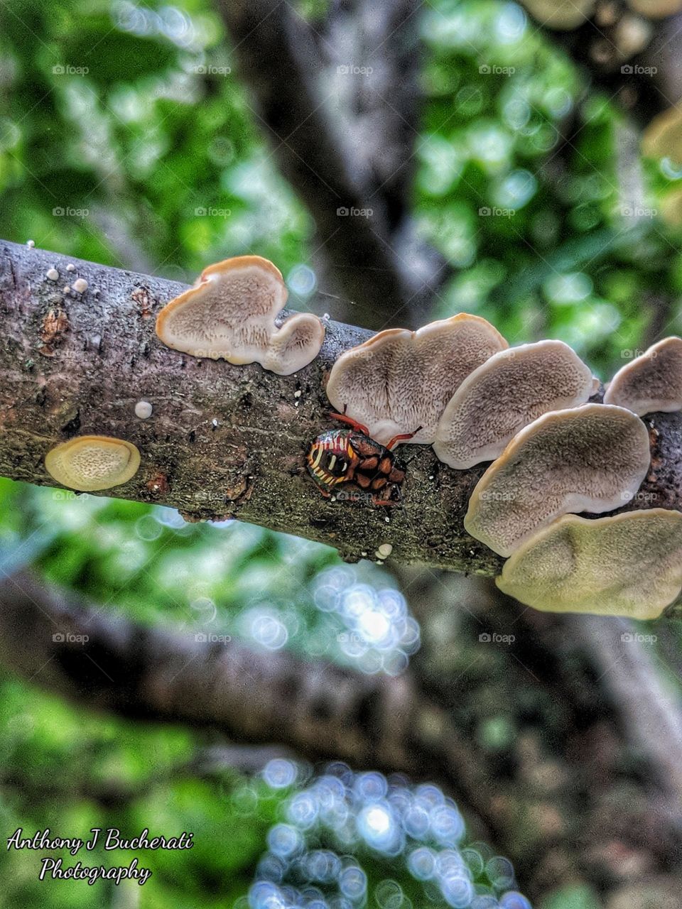 tree life, golden hour, perfect light, eye catching