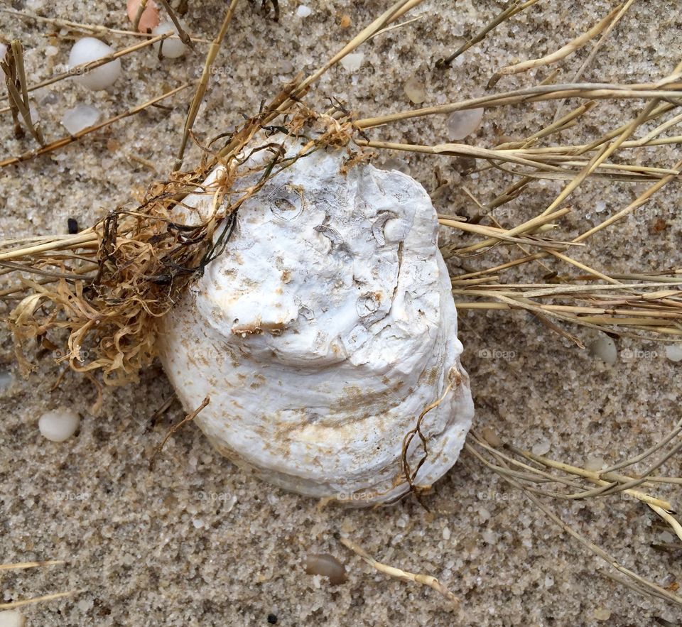 Sea shell