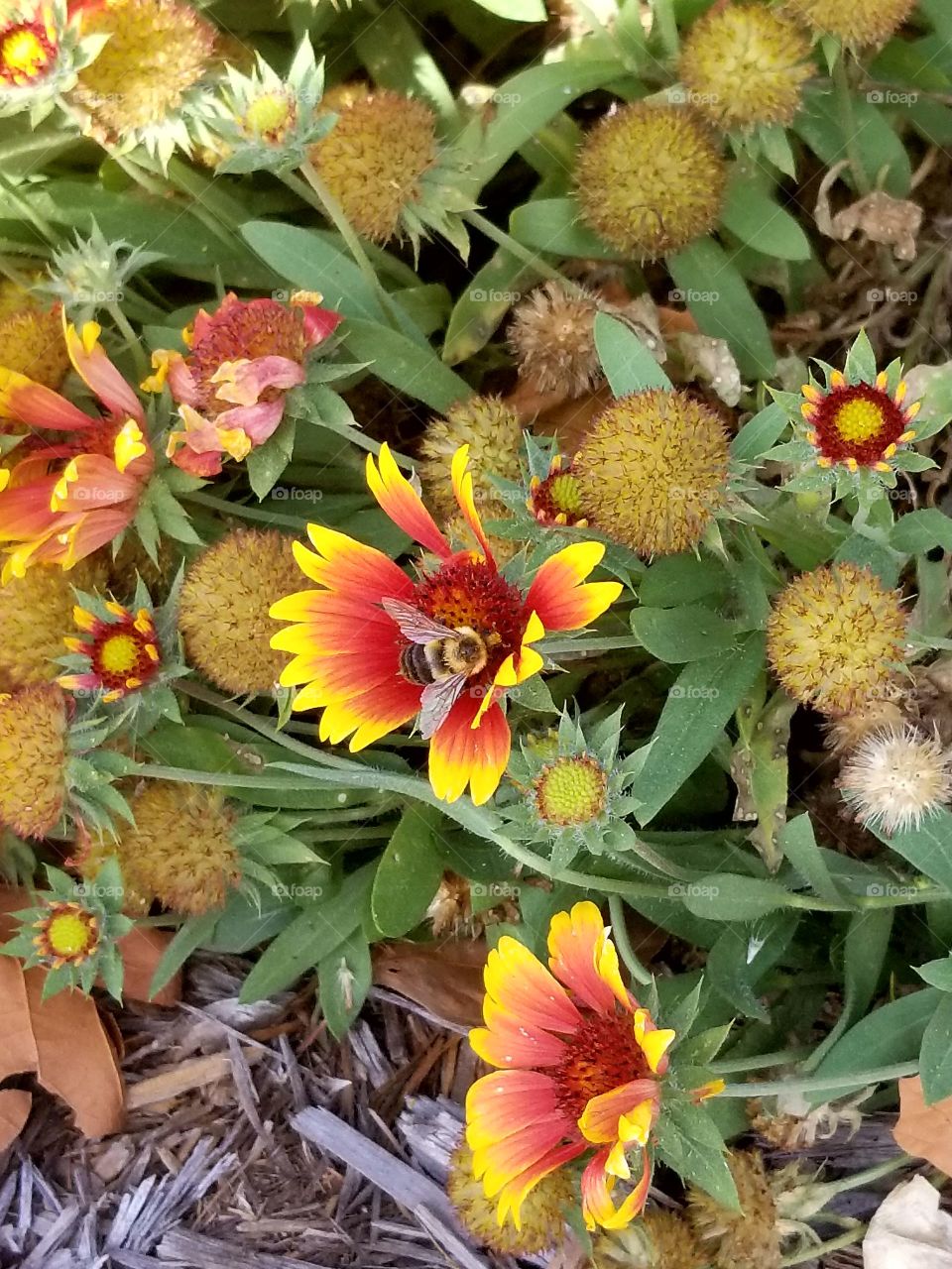 bee on a flower