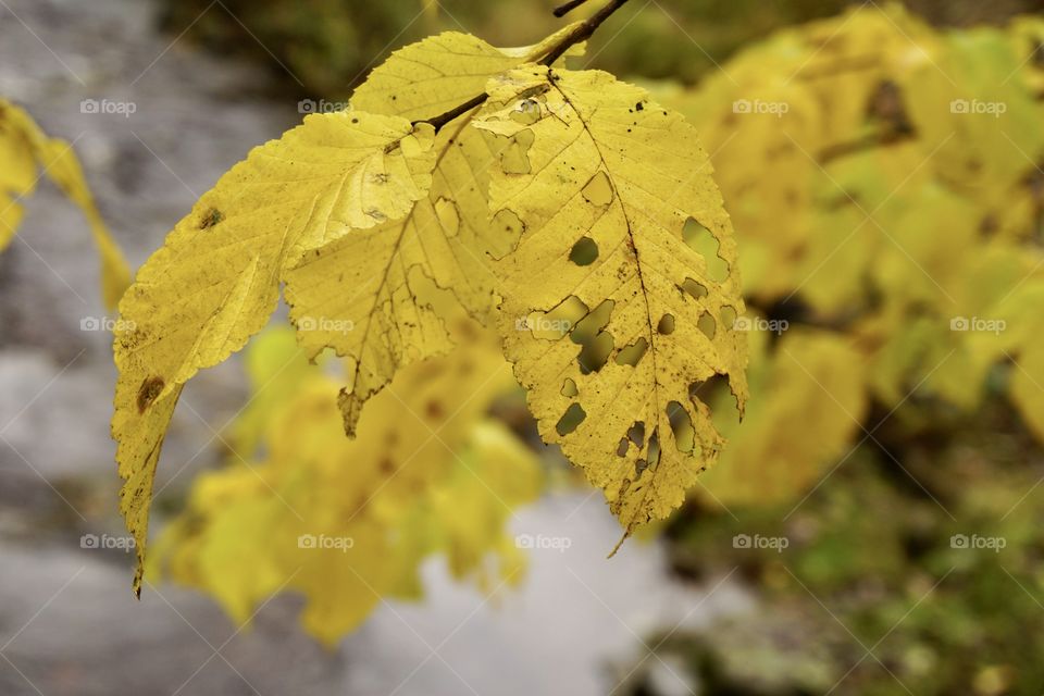 Golden Autumn leaves 