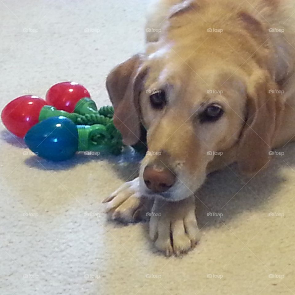 Marley's Christmas Toy