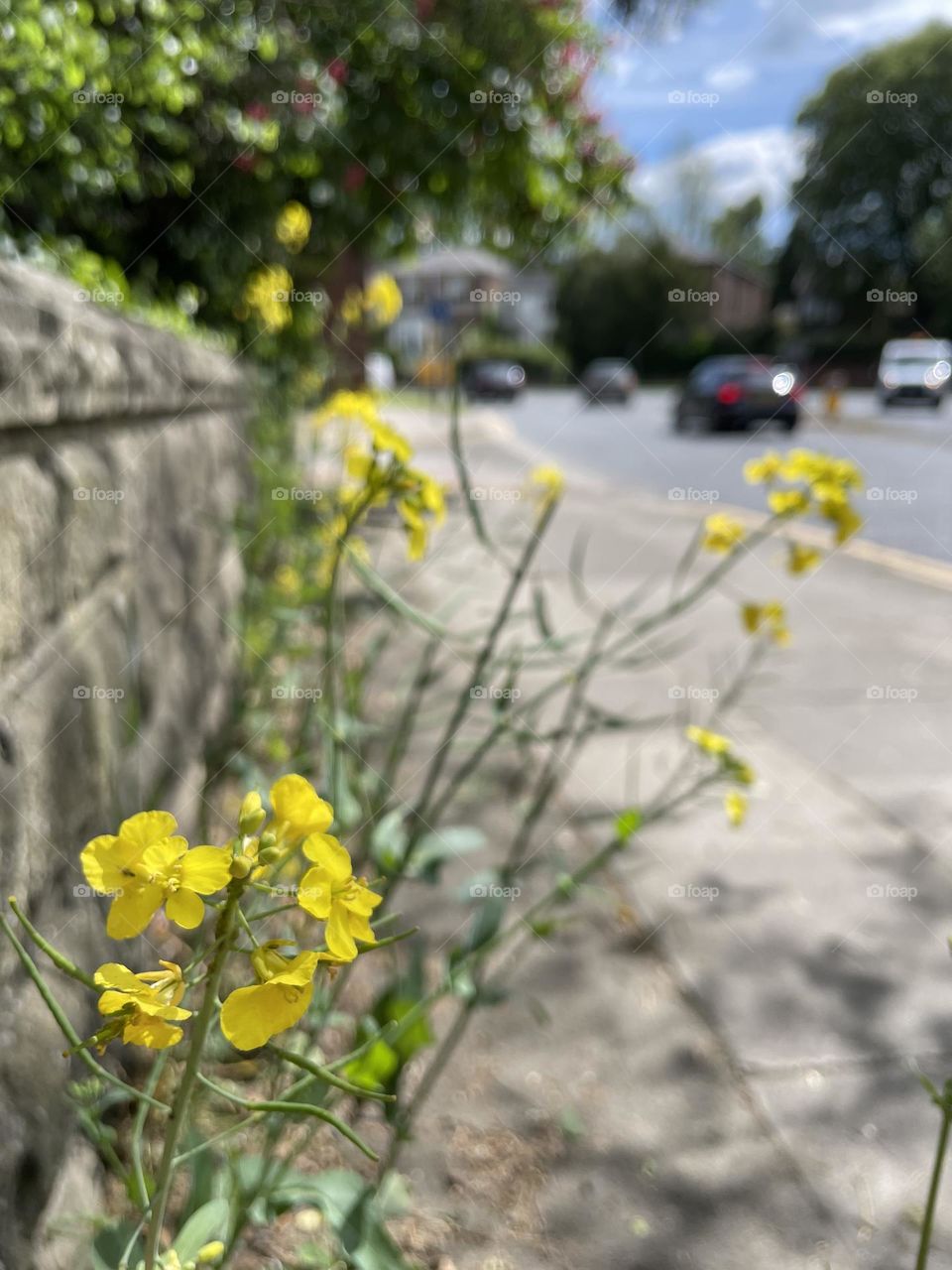 Wild flowers growing in a path alongside a road 💛