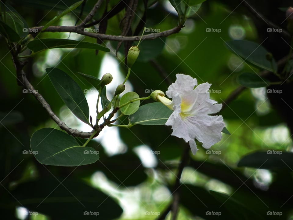 flower in nature