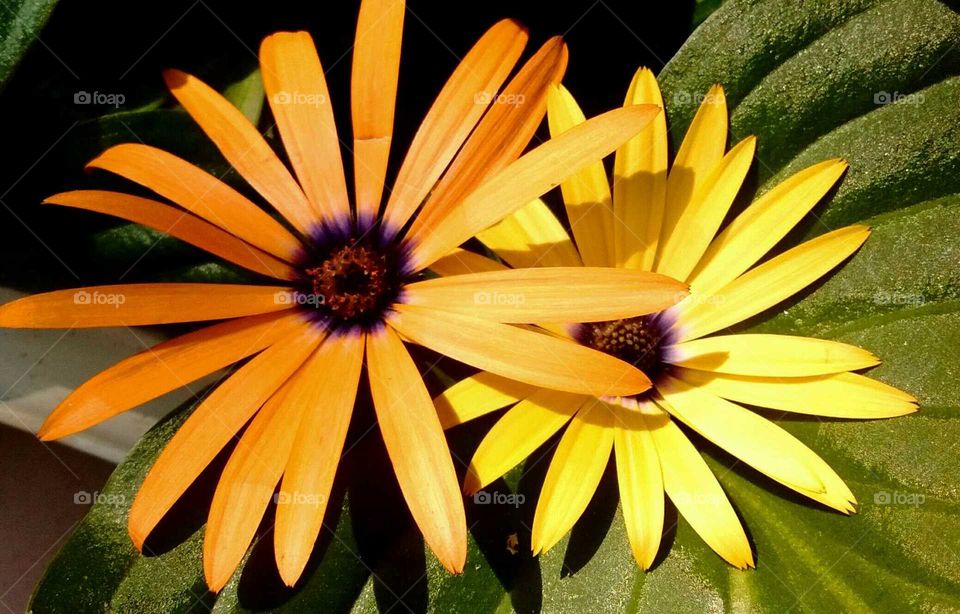 orange and yellow baby Shasta Daisy's I gave my mom for a mother's day gift