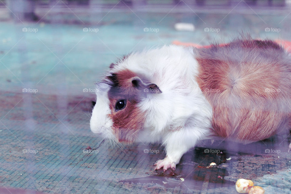 the guinea pig that i saw today at the zoo.