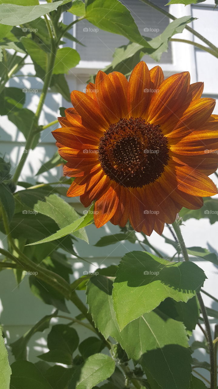burnt orange sunflower
