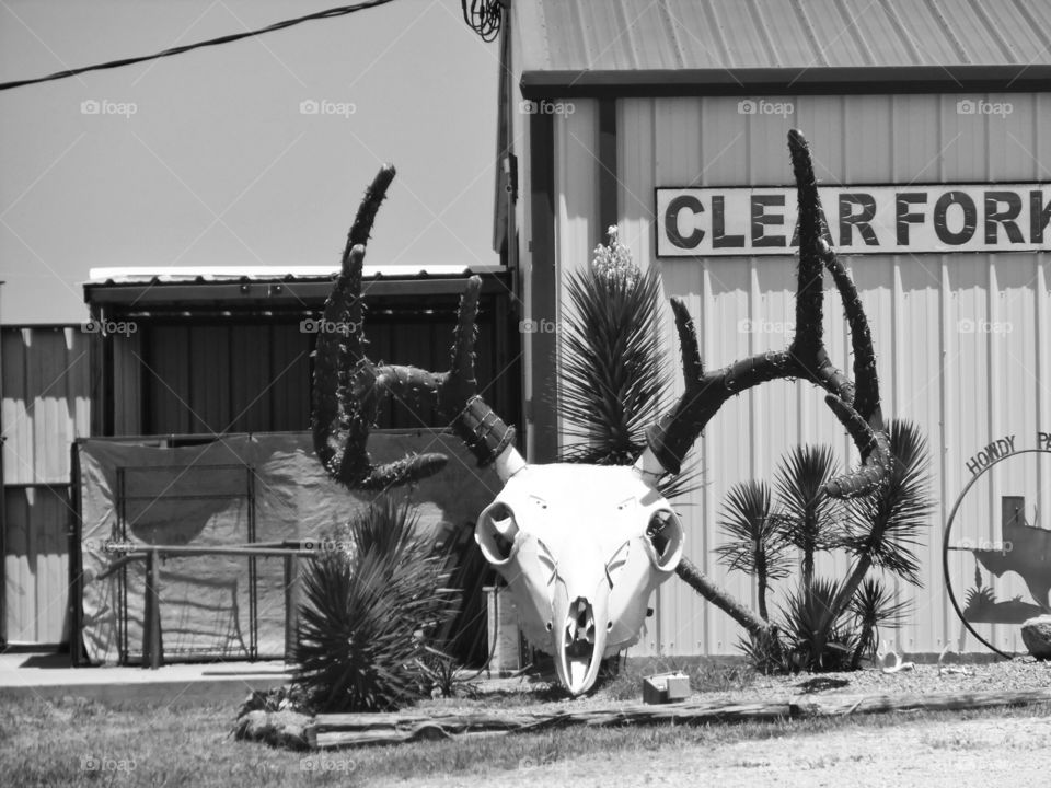 deer skull 💀 2. This is another picture of the same skull 💀 to a place that cures deer meat 🍖