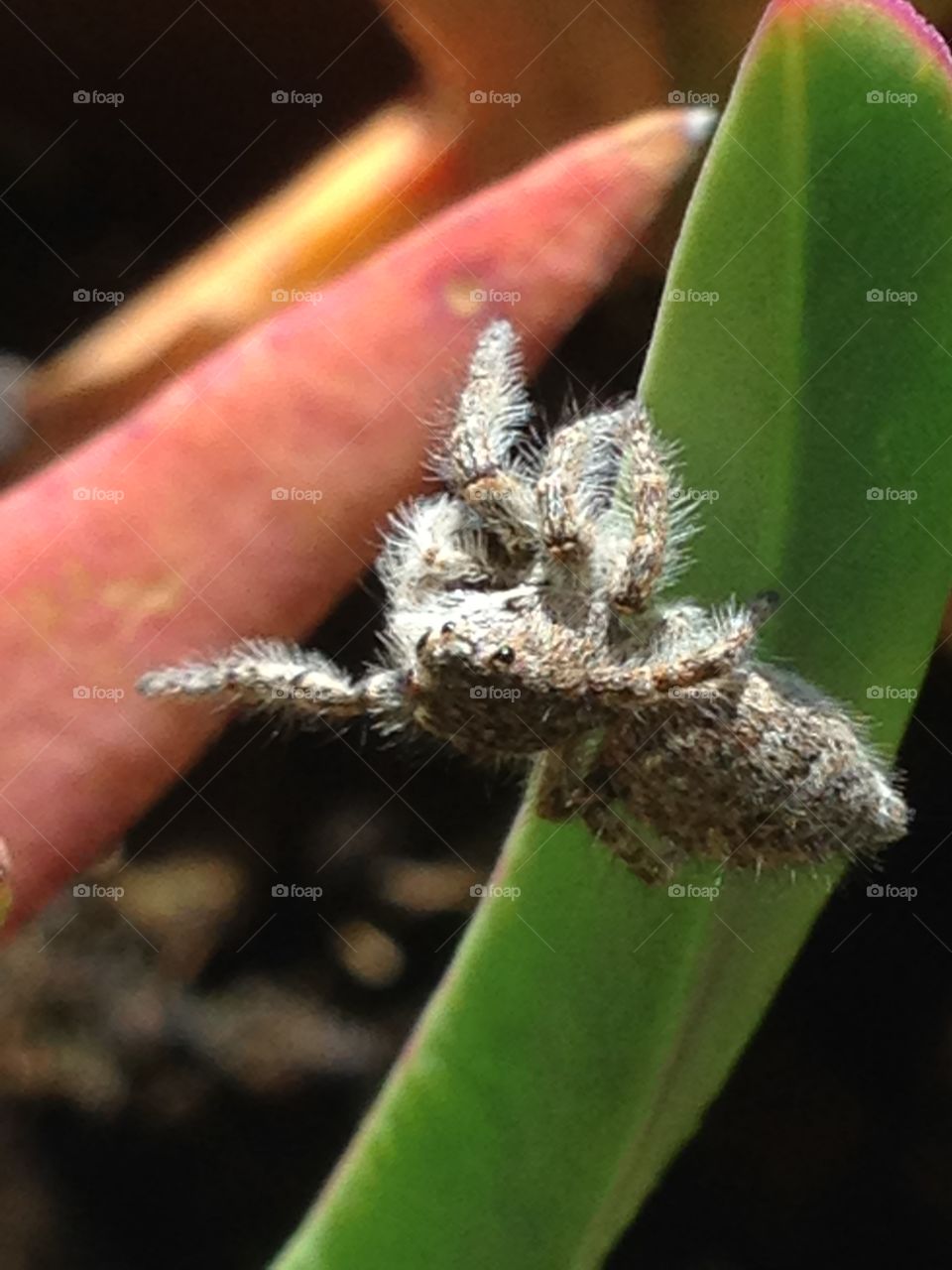 Close-up of a spider