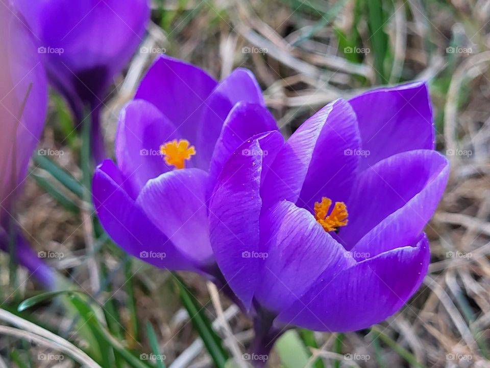violet crocus