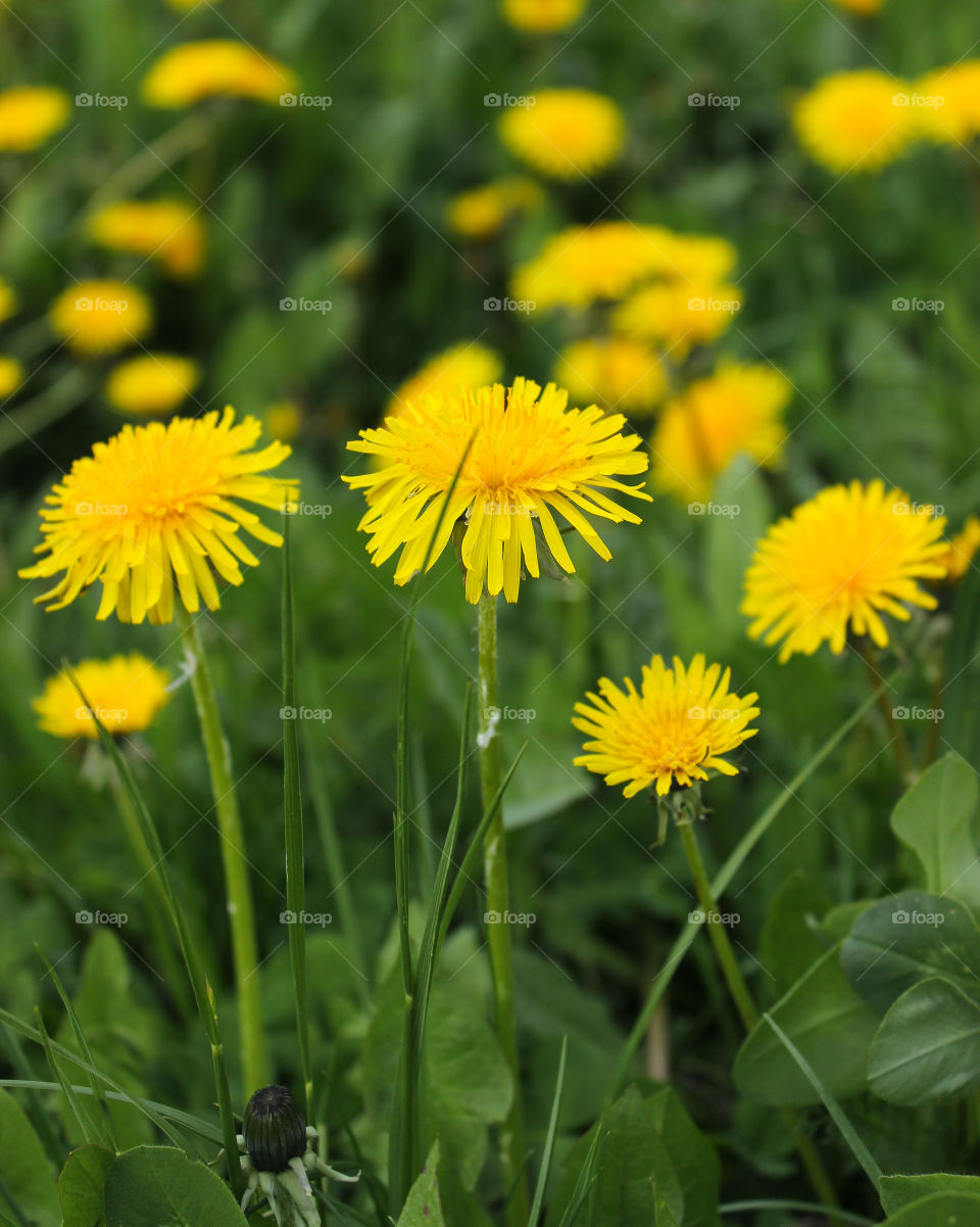 мать и мачеха. одуванчик. весенние цветы на поляне. жёлтые цветы