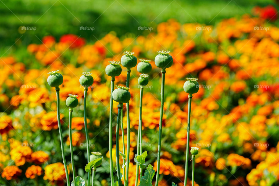 the fruit of the opium poppy flower