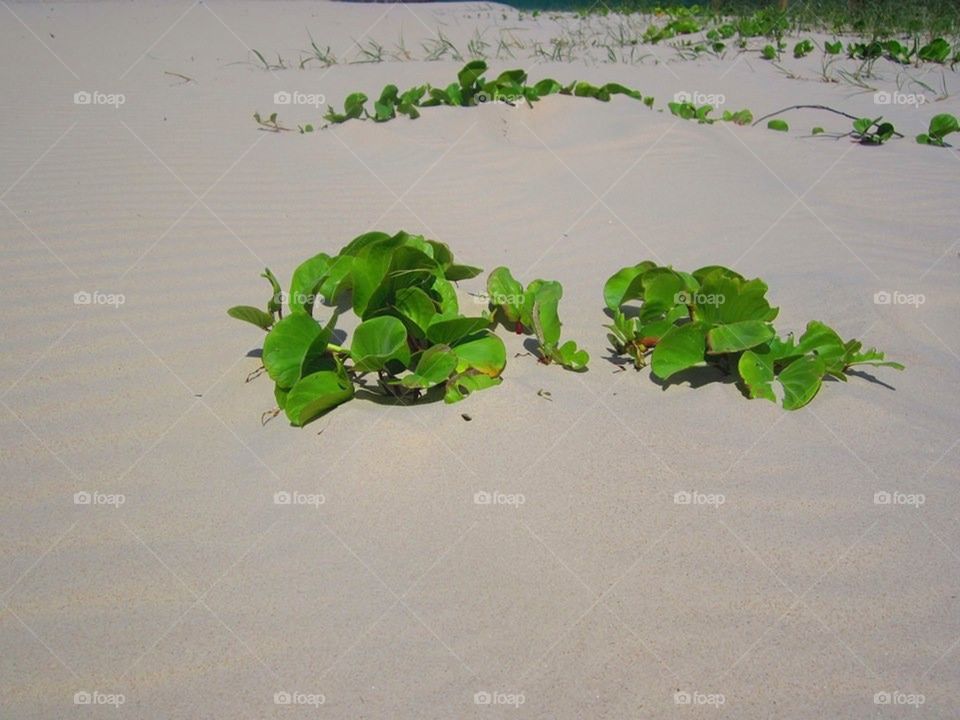 Beach Sand Plants