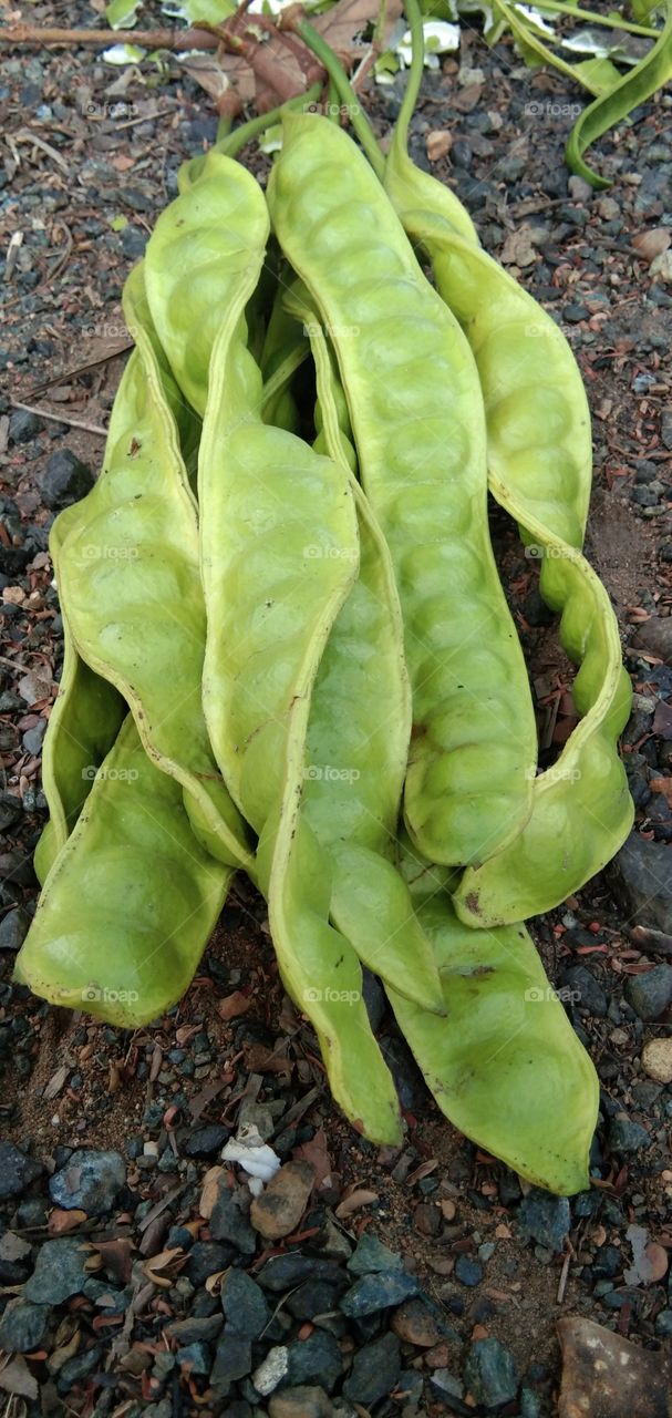 Parkia speciosa; Petai, pete, or tropical annual fruit tree mlanding from the leguminous tribe, petai-petai tribe.