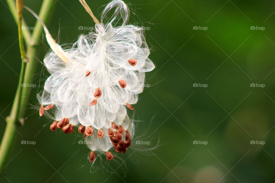 White on Green