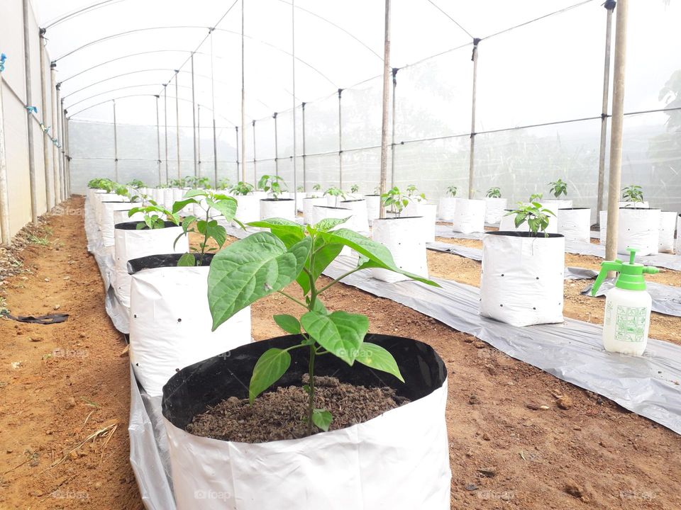 naturelove, plantation, beautiful, line , chilli nursery