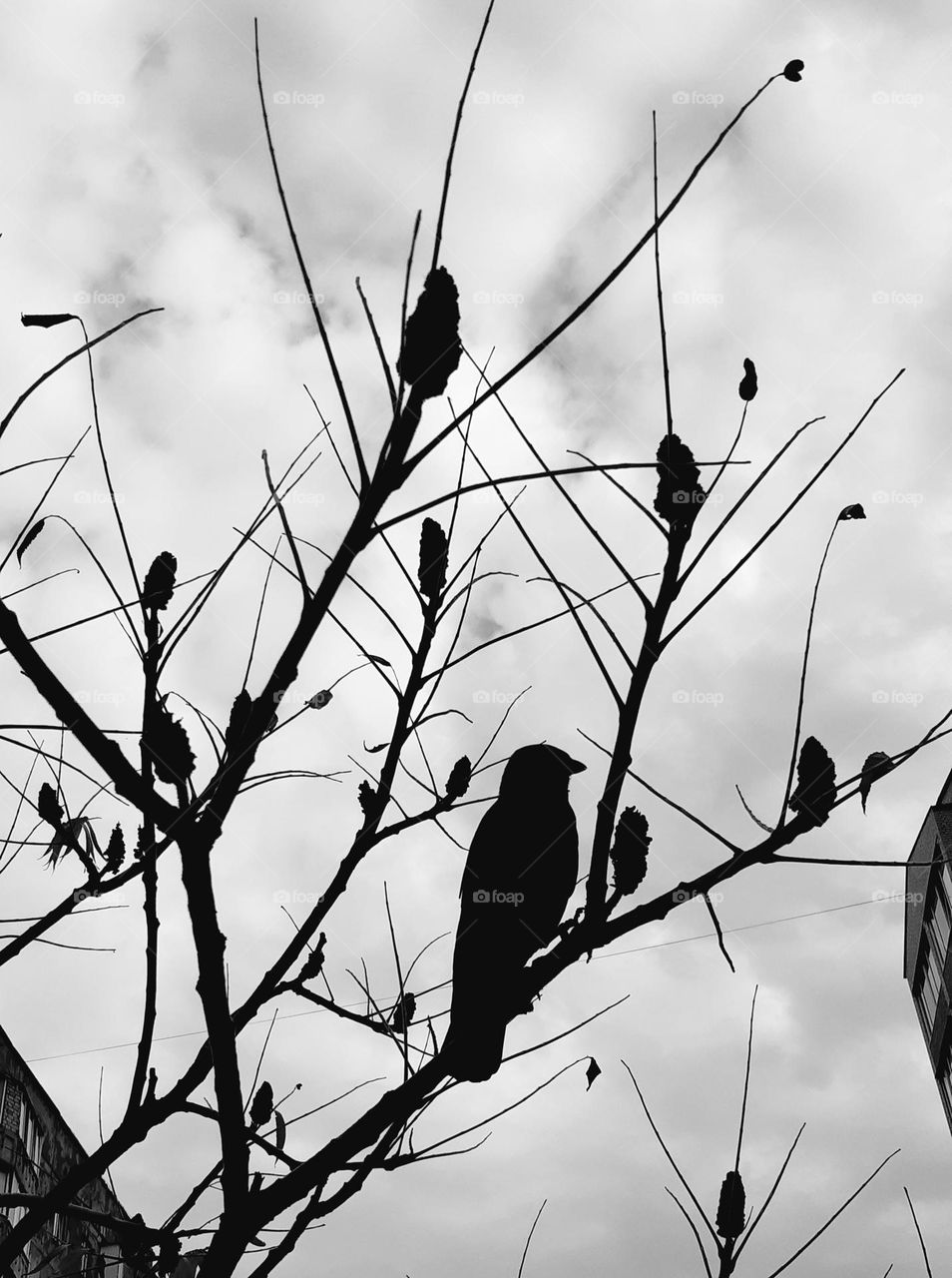 a bird sitting on a tree