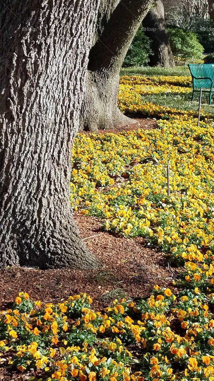 Tree trunks and yellow pansies