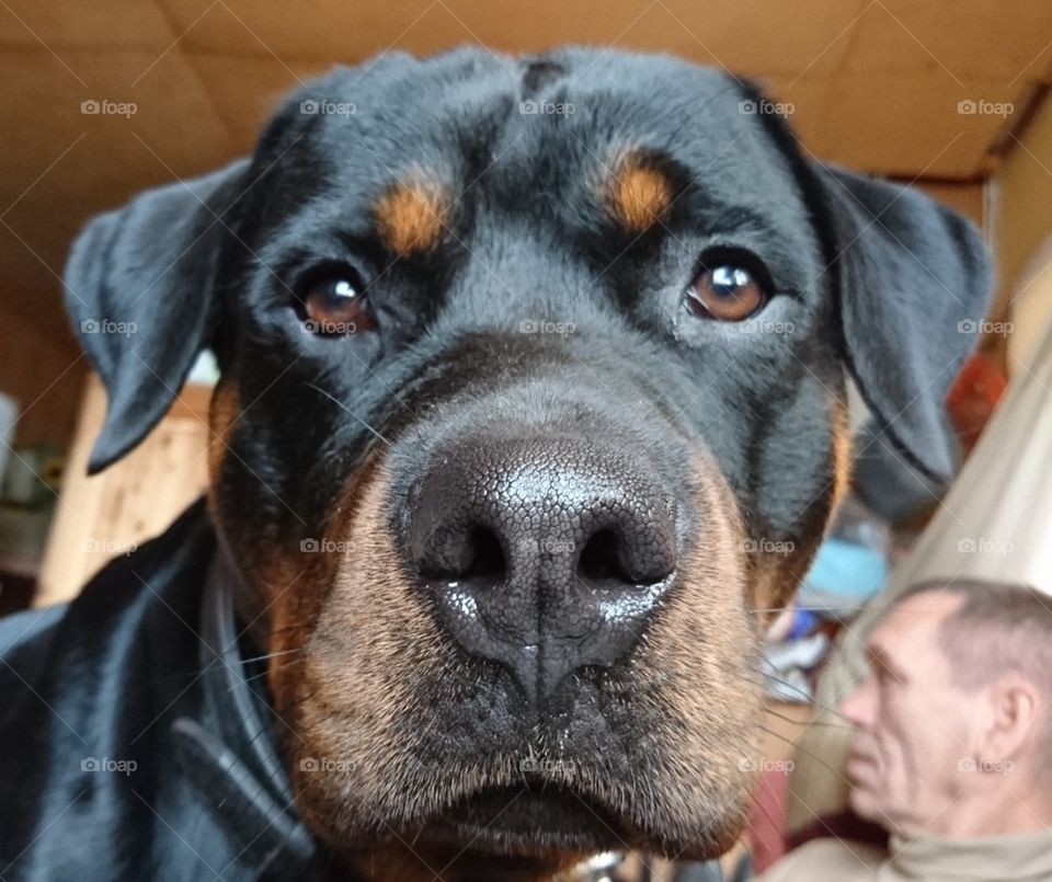 Rottweiler face, look, eyes